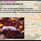 Pseudoceros bifurcus