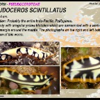Pseudoceros scintillatus