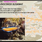 Pseudoceros susanae