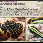 Pseudoceros dimidiatus