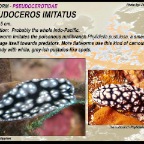 Pseudoceros imitatus