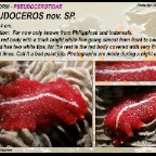 Pseudoceros nov sp.