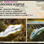Pseudoceros scriptus