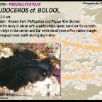 Pseudoceros cf. bolool