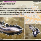 Pseudoceros sp...