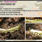 Pseudoceros sp..
