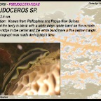 Pseudoceros sp....