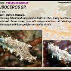 Pseudoceros sp.....