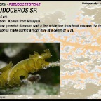 Pseudoceros sp......