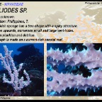 Gelliodes sp. - Niphatidae