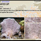 Haliclona fascigera - Chalinidae