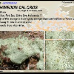 Haliclona koremella - Chalinidae
