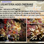 Pseudoceratina sp - Pseudoceratinidae