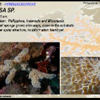 Ulosa sp. - Hymeniacidonidae