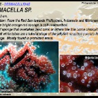 Desmacella sp