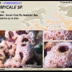 Hemimycale sp. - Hymedesmiidae