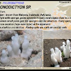 Siphonodictyon sp - Phloeodictyidae
