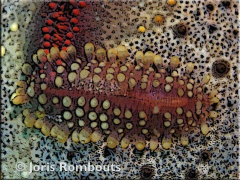 Worms-info