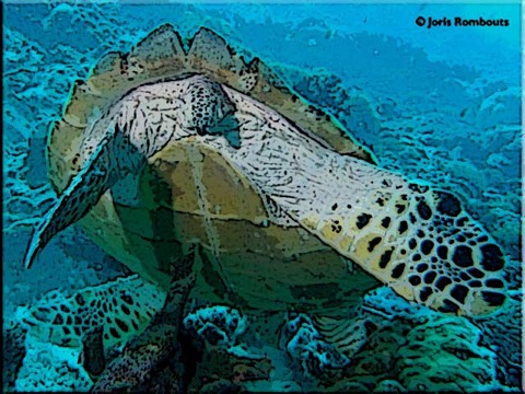Turtle-info