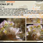 Mariona sp.13 - Tritoniidae