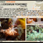 Phyllodesmium poindimiei -  Facelinidae