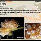 Doto sp2 - Dotidae