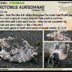 Euprotomus aurisdianae - Strombidae
