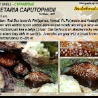 Monetaria caputophidii - Cypraeidae