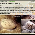 Calpurnus verrucosus - Ovulidae