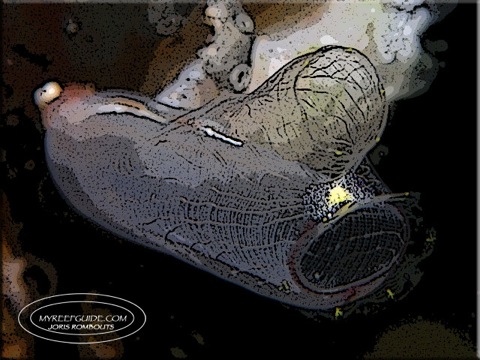 Ascidians