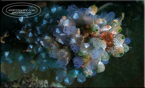 Tunicate-collection