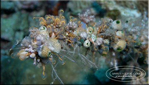 Tunicates