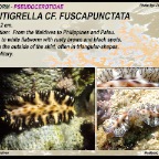 Maritigrella cf