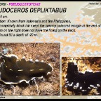 Pseudoceros depliktabub - Pseudocerotidae