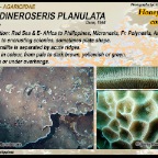 Gardineroseris planulata -  Agariciidae