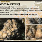 Echinopora pacifica - Merulinidae
