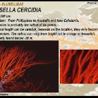 Muricella plectana