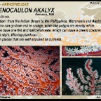 Solenocaulon  akalyx - Anthothelidae