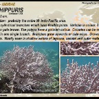 Isis hippuris - Isididae