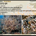 Telesto sp. - Telestidae
