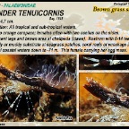Tozeuma armatum - Banded Tozeuma shrimp