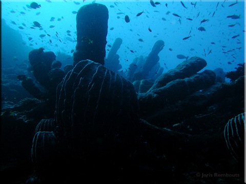 Sponge-info