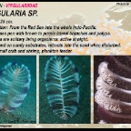Virgularia sp. - Virgularidae