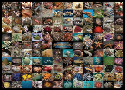 invertebrates