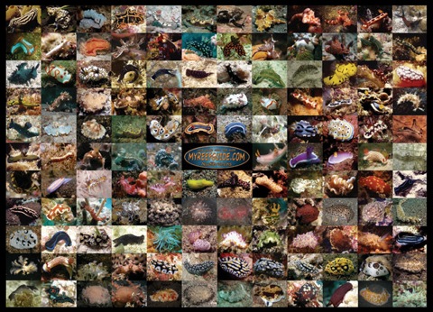 nudiposter