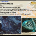 Chelonia mydas