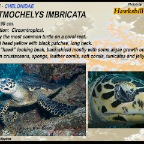 Eretmochelys imbricata