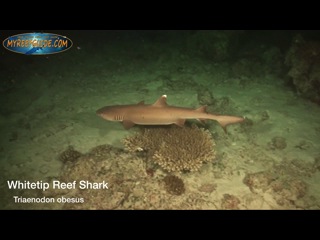 Sharks_II.m4v