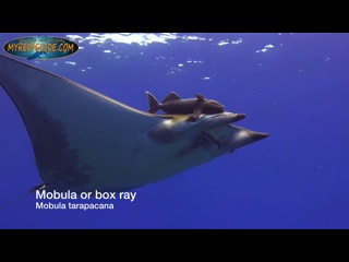 Rays.m4v