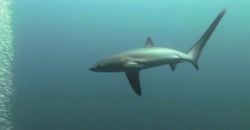 Thresher shark_docu..m4v